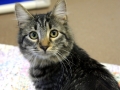 cat for adoption