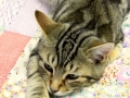 cat for adoption