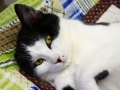 cat for adoption